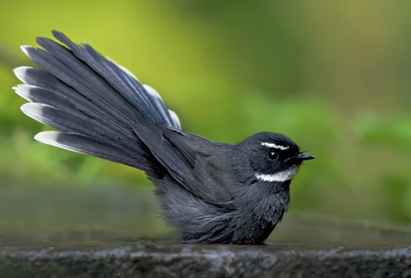 White-throated fantail by Shibram