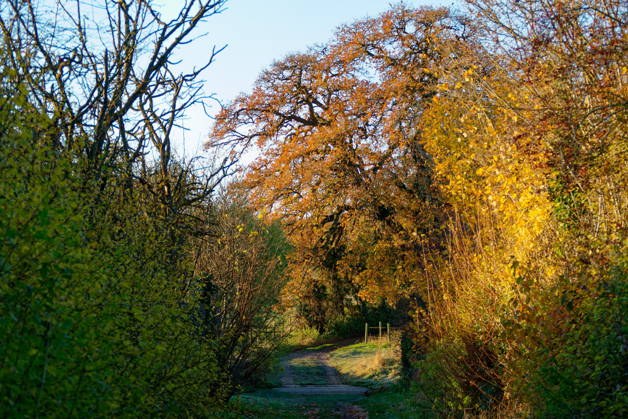 Morning walk , Codicote , Hertfordshire .