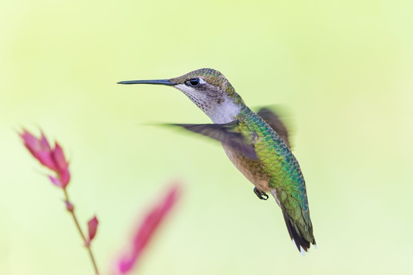 Ruby-throated Hummingbird by TDP43