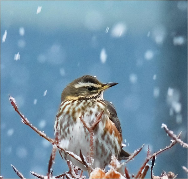 Redwing in Snow