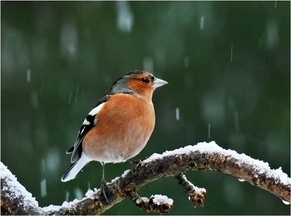 Male Chaffinch in Snow