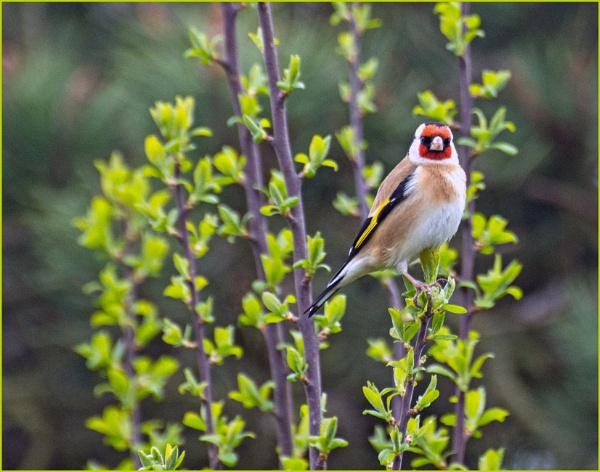Goldfinch by LinH