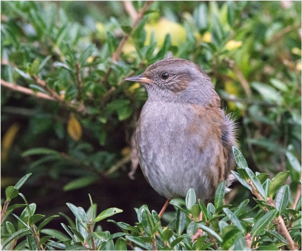 Dunnock by LinH