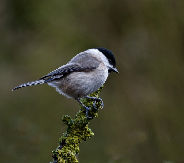 Willow Tit? by LinH