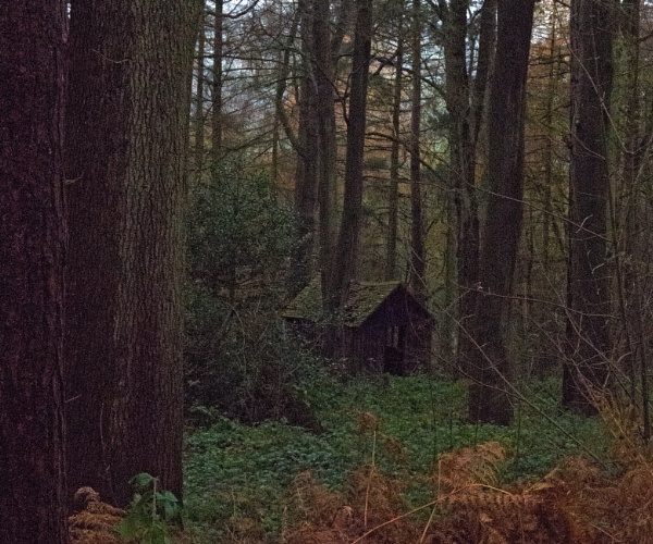 Dark Woodland by LinH