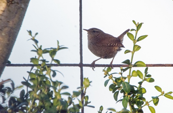 New Year Wren by LinH