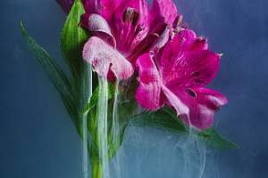 An Image Of Alstroemeria Submerged Is Our 'Photo Of The Week' Winner